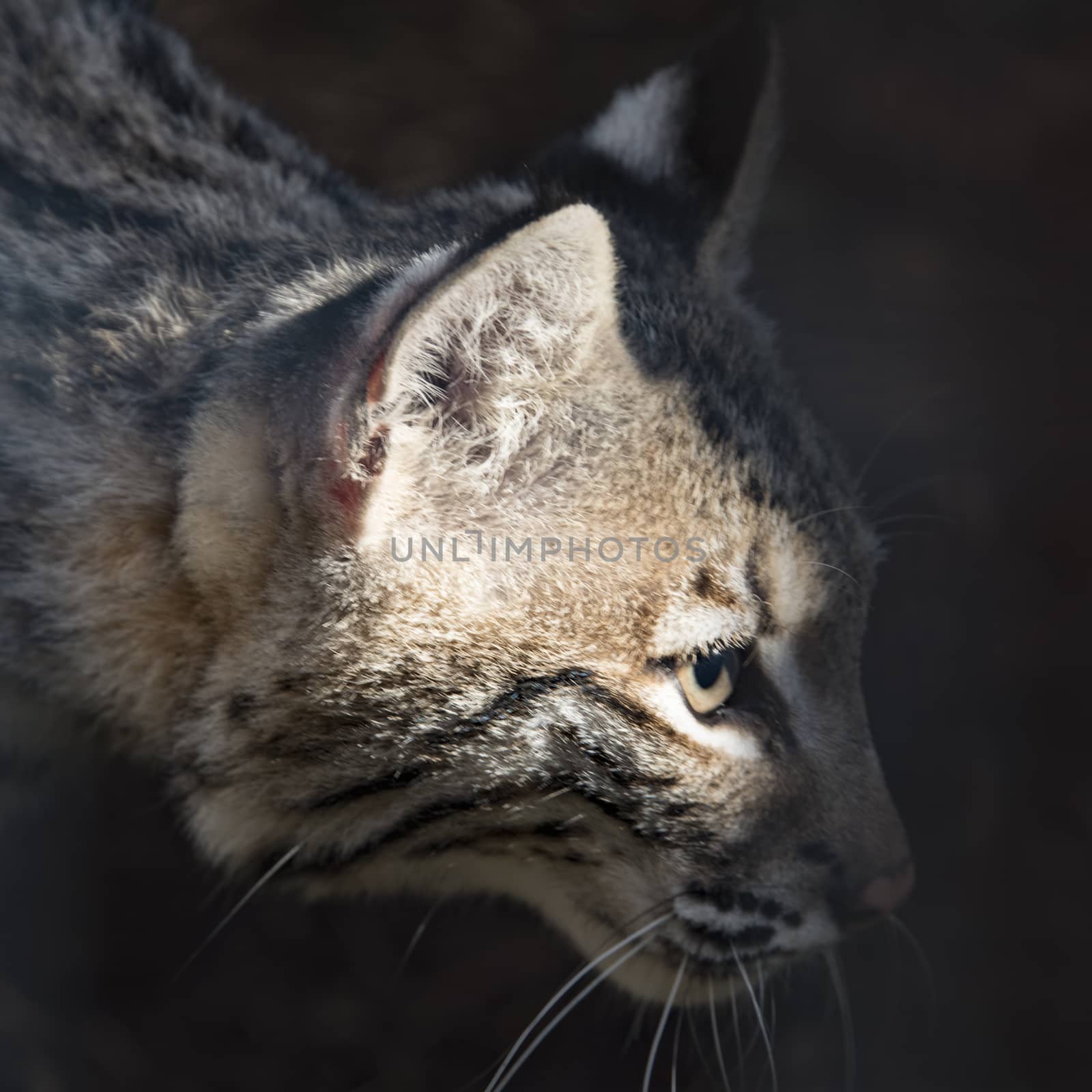 UK, Welwyn - October 2017: Young Bob Cat in captivity -  close up