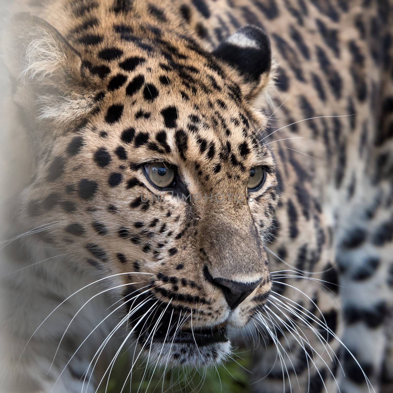 UK, Welwyn - October 2017: Amur leopard in captivity - close up
