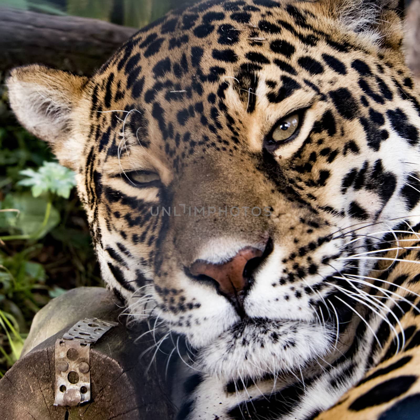 UK, Welwyn - October 2017: Female Jaguar in captivity 