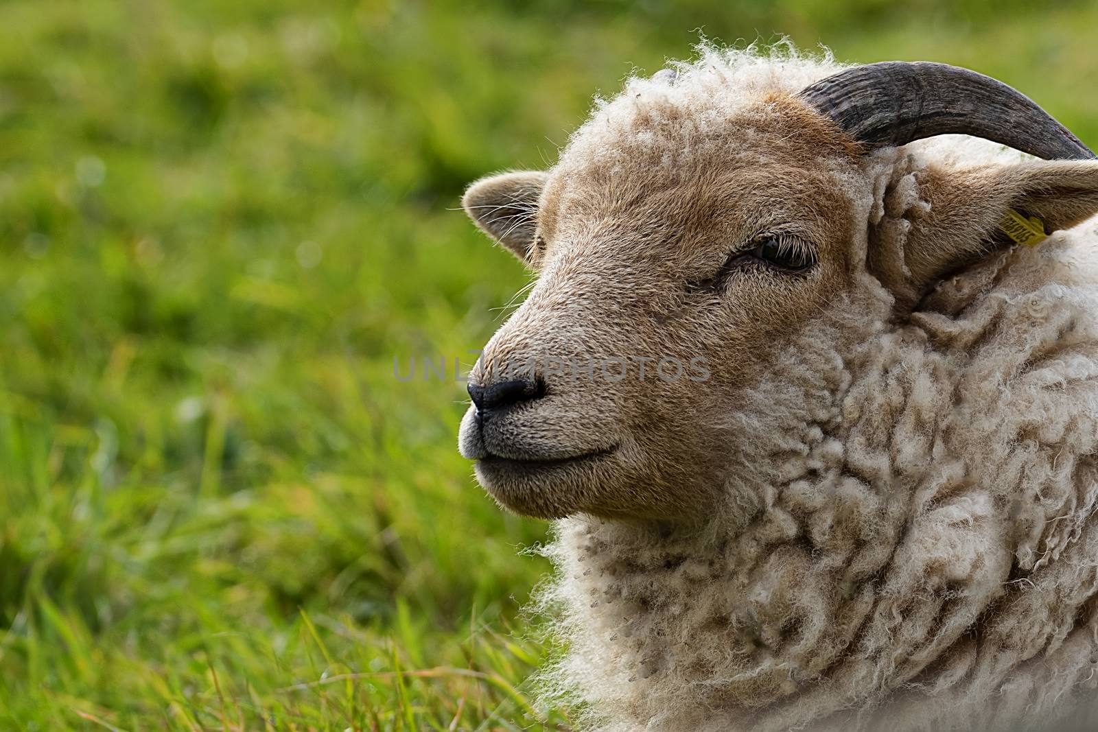 Horned Portland Sheep portrait