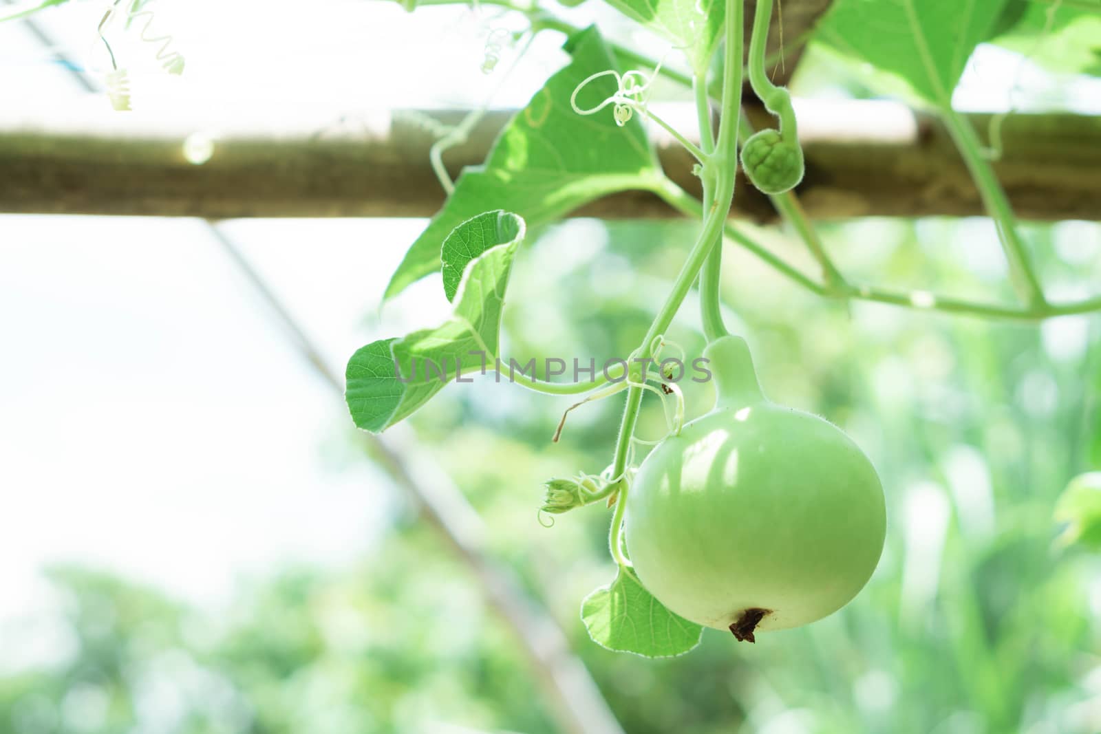 Closeup green bottle gourd or calabash gourd on branch, selective focus