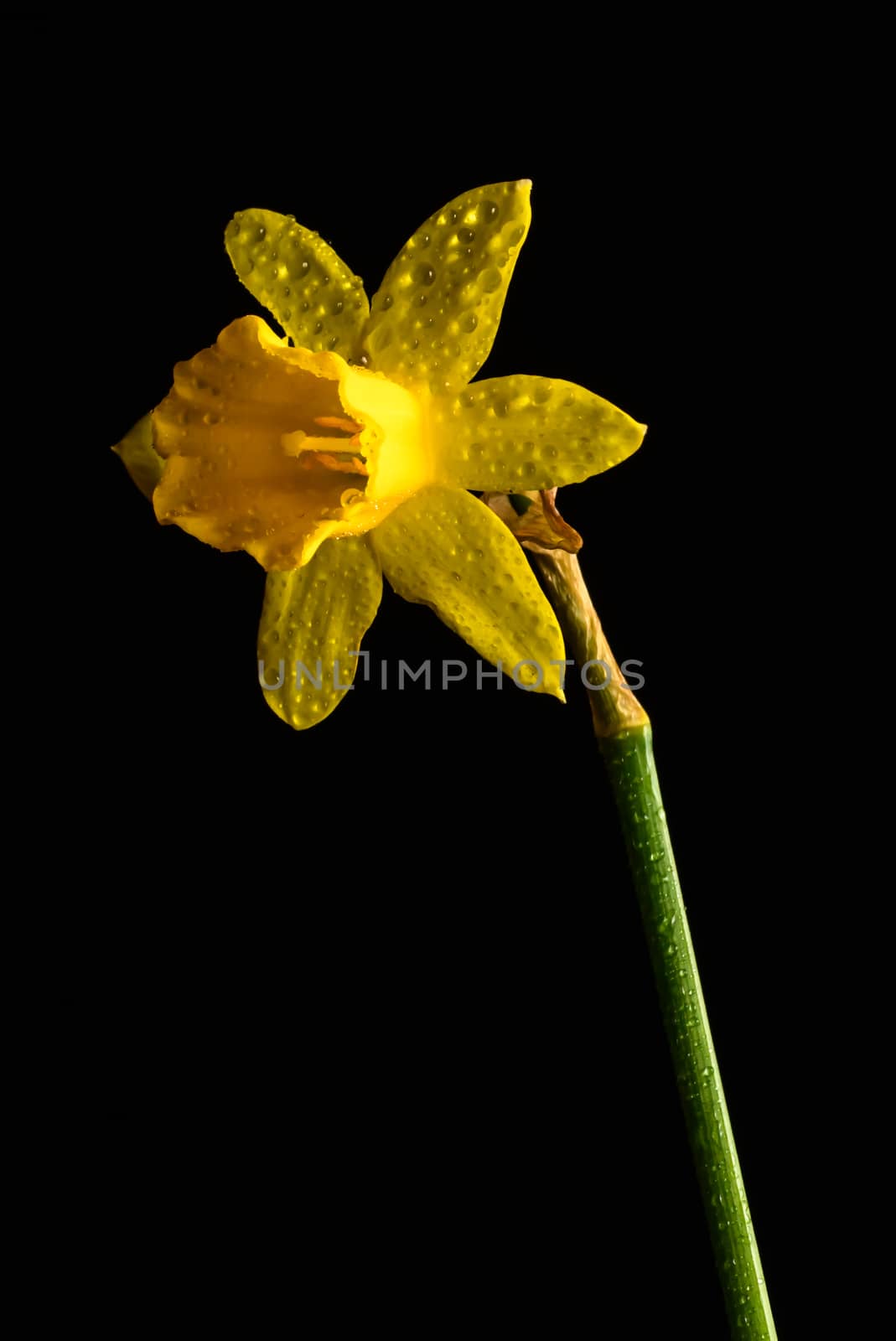 Single yellow daffodil flower isolated on a black background