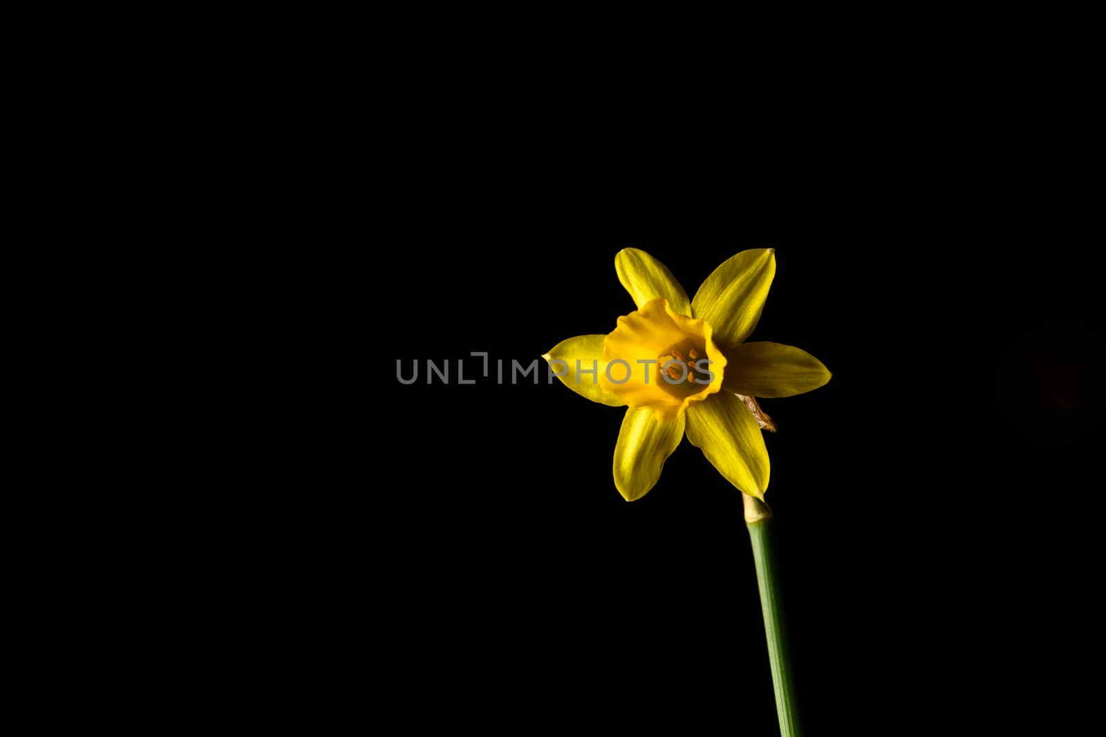 Single yellow daffodil flower isolated on a black background