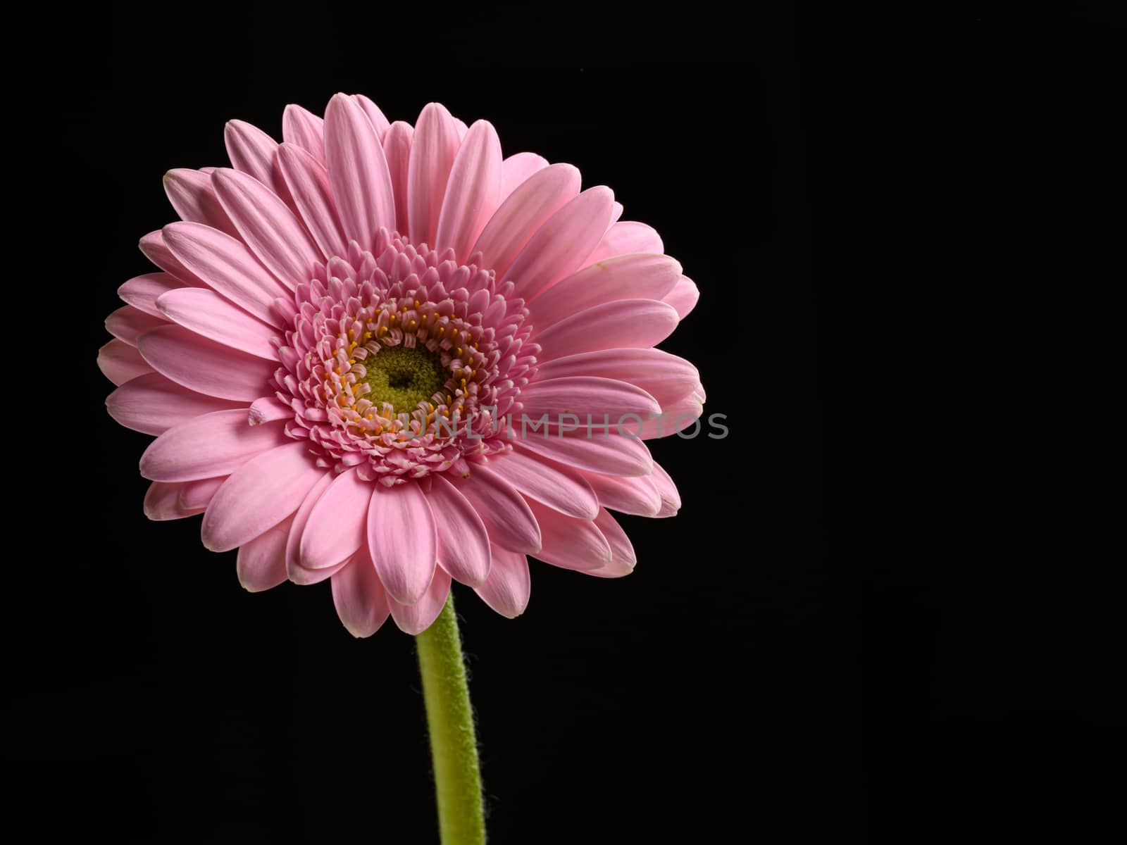 Beautiful Pink Gerbera flower on a black background