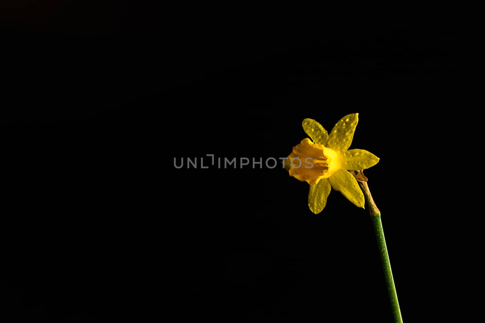 Single yellow daffodil flower isolated on a black background