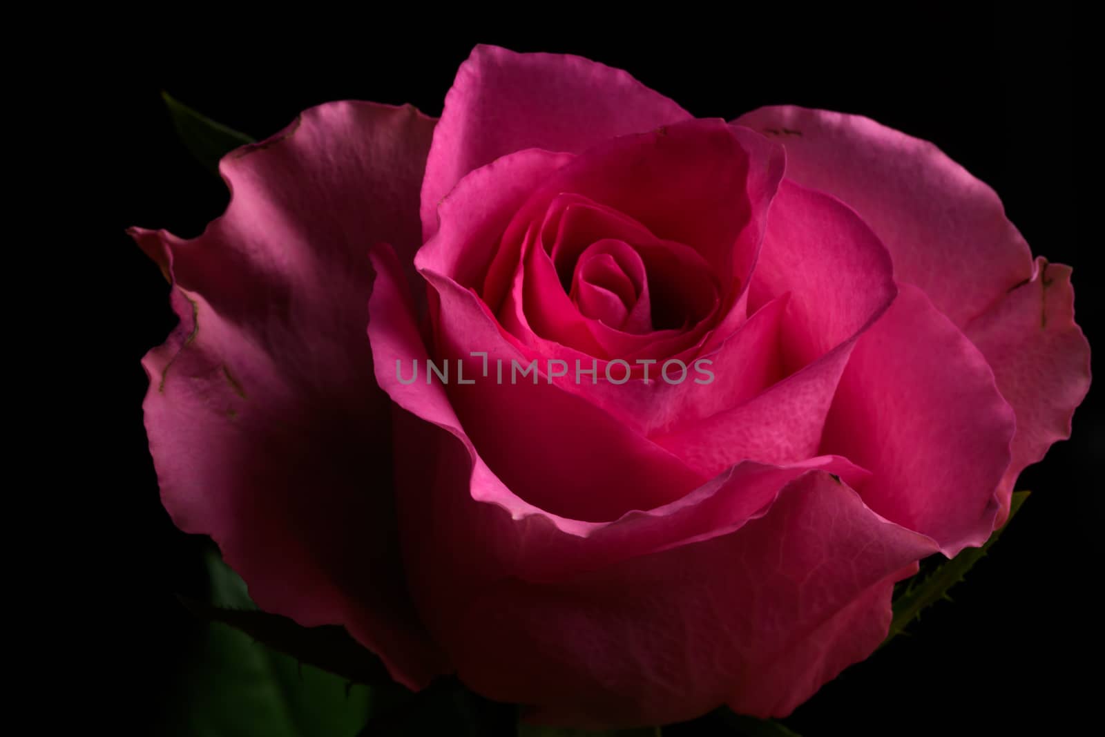 Single pink rose flower isolated on a black background