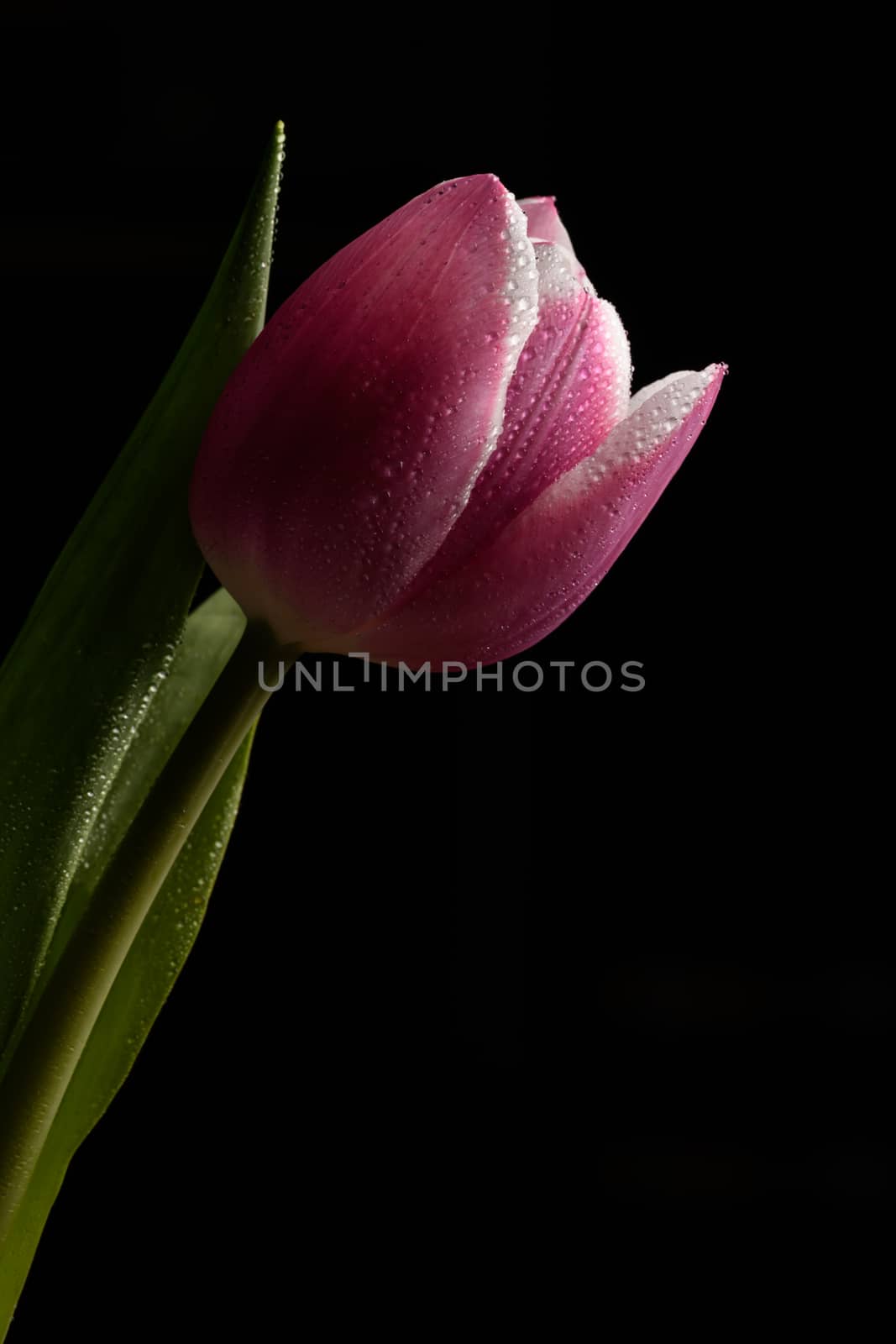 Single pink Tulip flower isolated on a black background