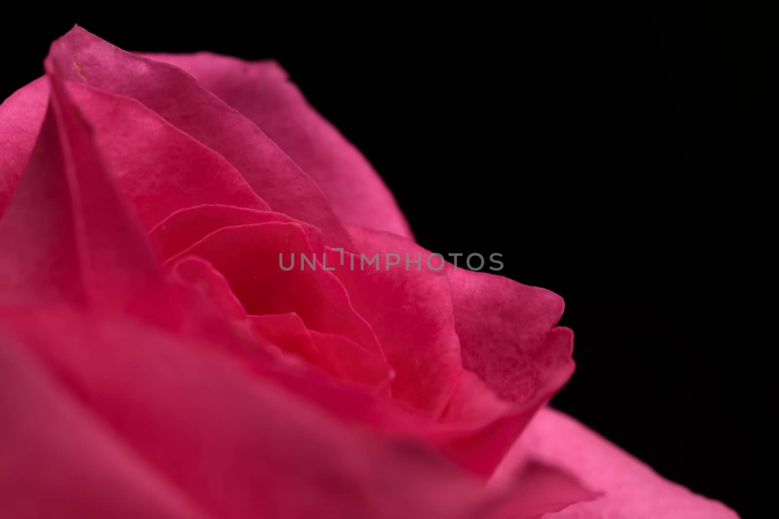 Single pink rose flower isolated on a black background