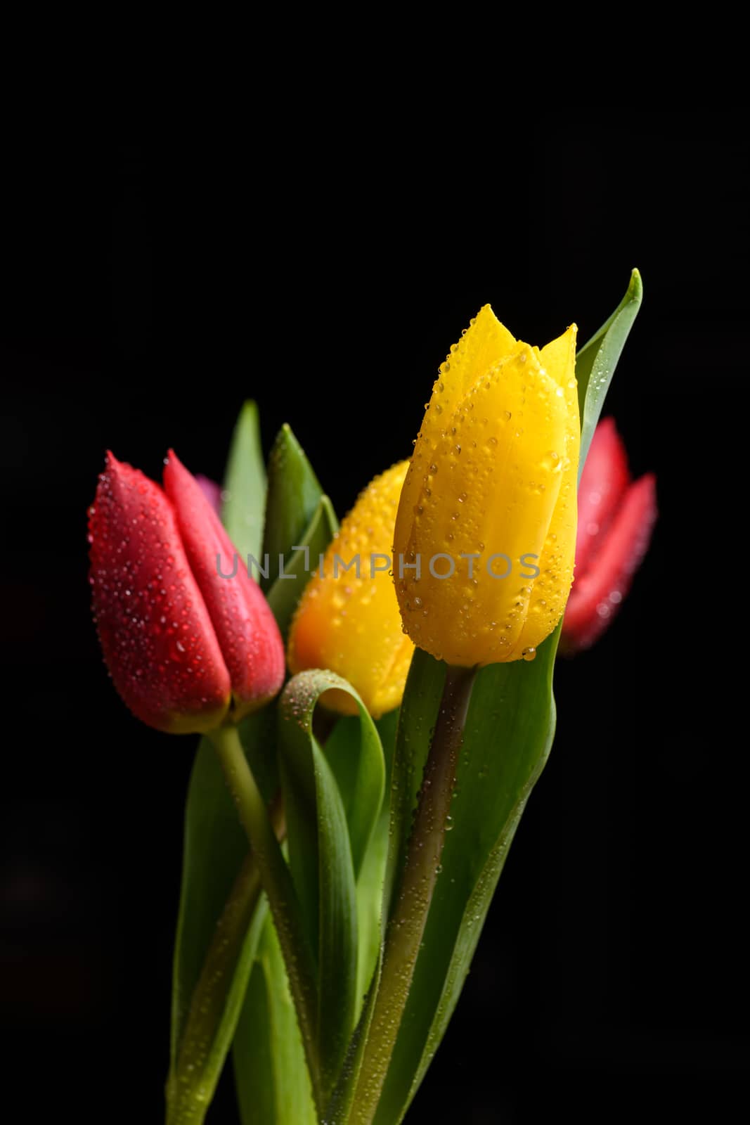 Tulip flowers isolated on a black background