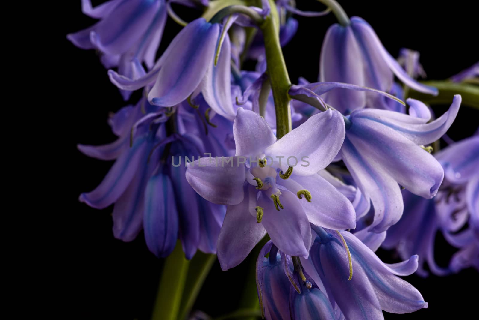 Bluebell flowers isolated on a black background