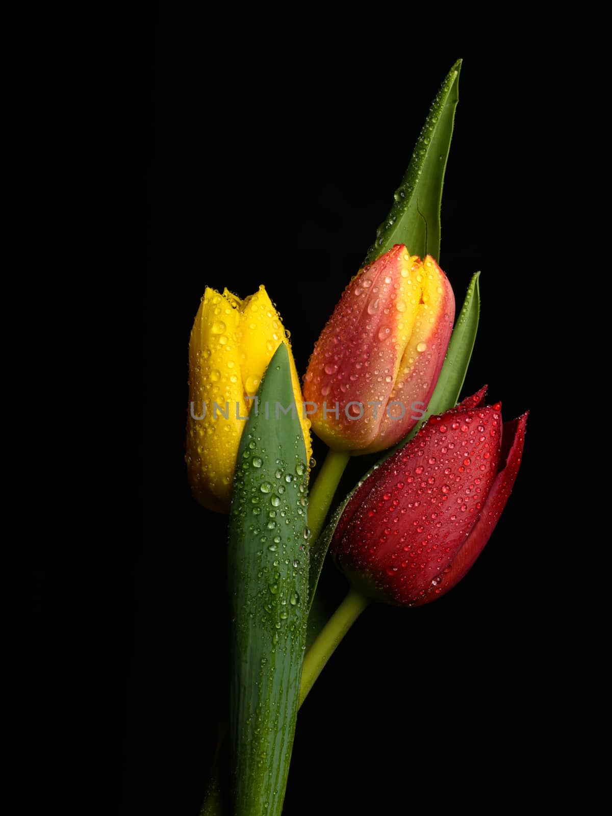 Tulip flowers isolated on a black background