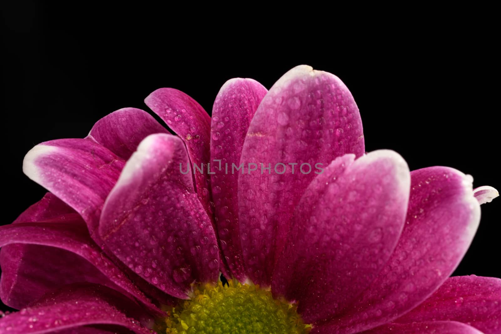 Pink Daisy Flower isolated on a black background