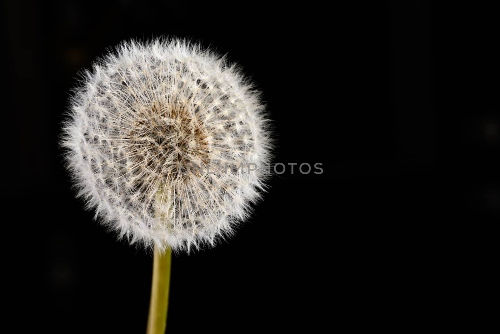 Dandelion Seed head isolated on a black background