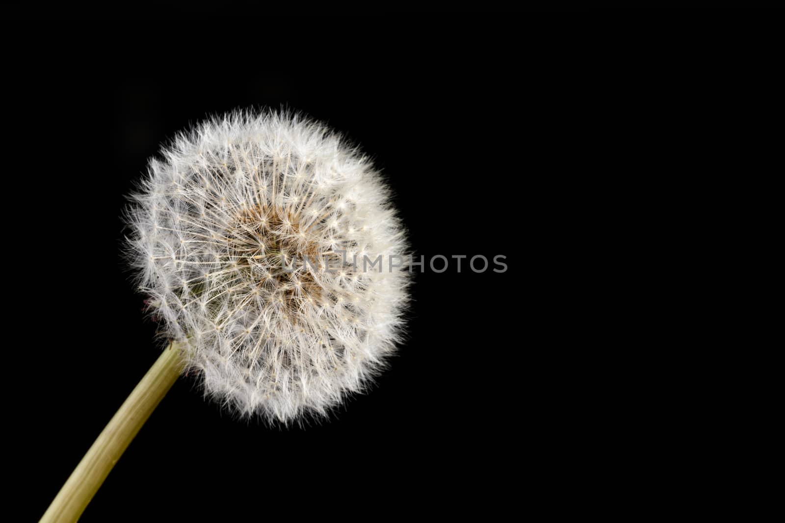 Dandelion Seed head by andyperiam