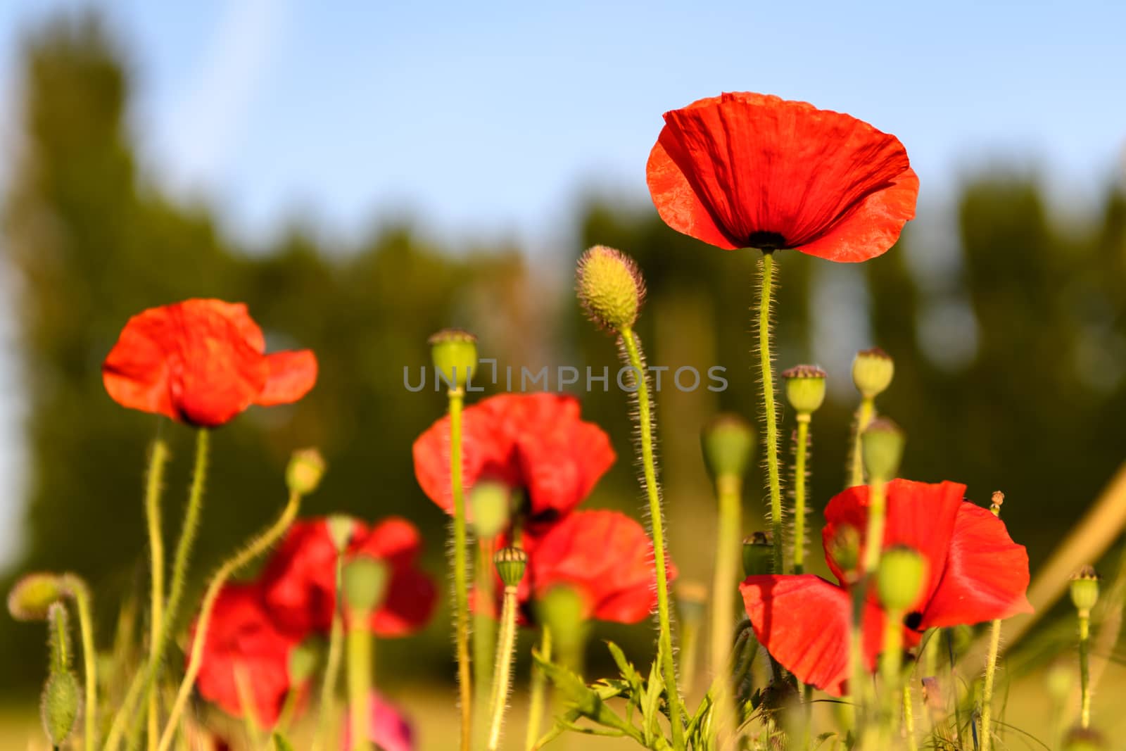 Field of poppies in Springtime