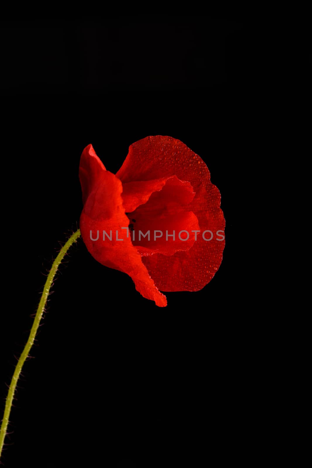 Red poppy flower isolated on a black background