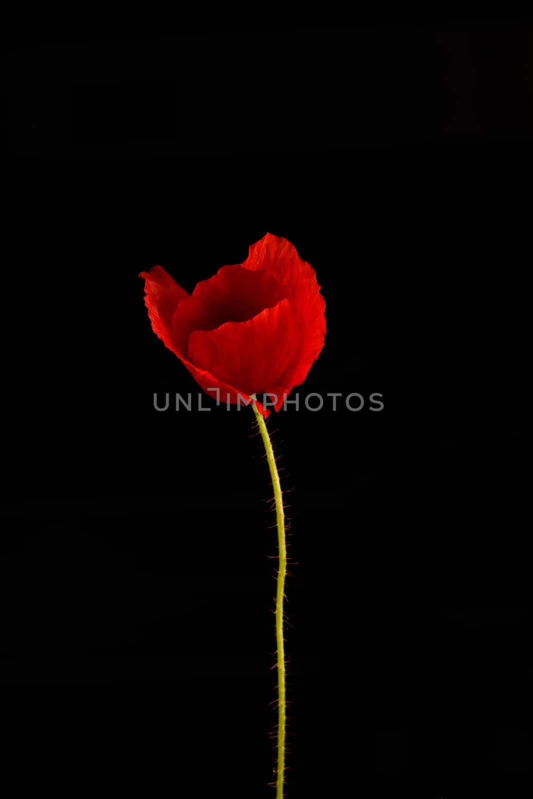 Red poppy flower isolated on a black background