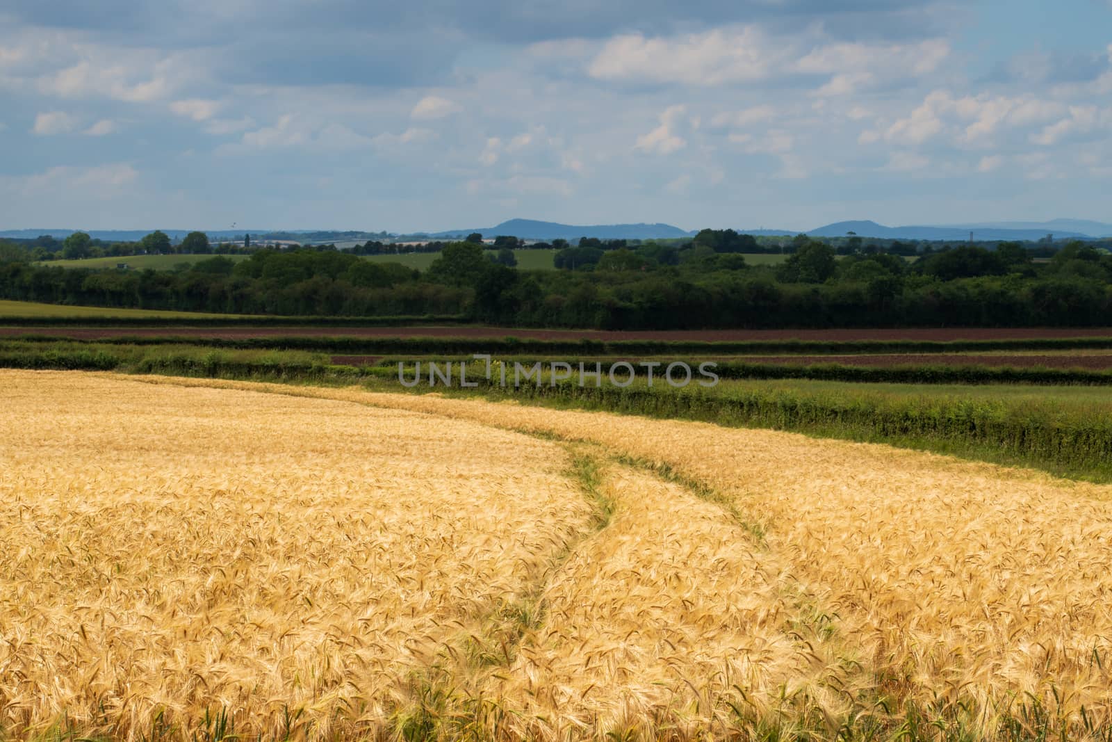 Agriculture field of crops and storm clouds in England