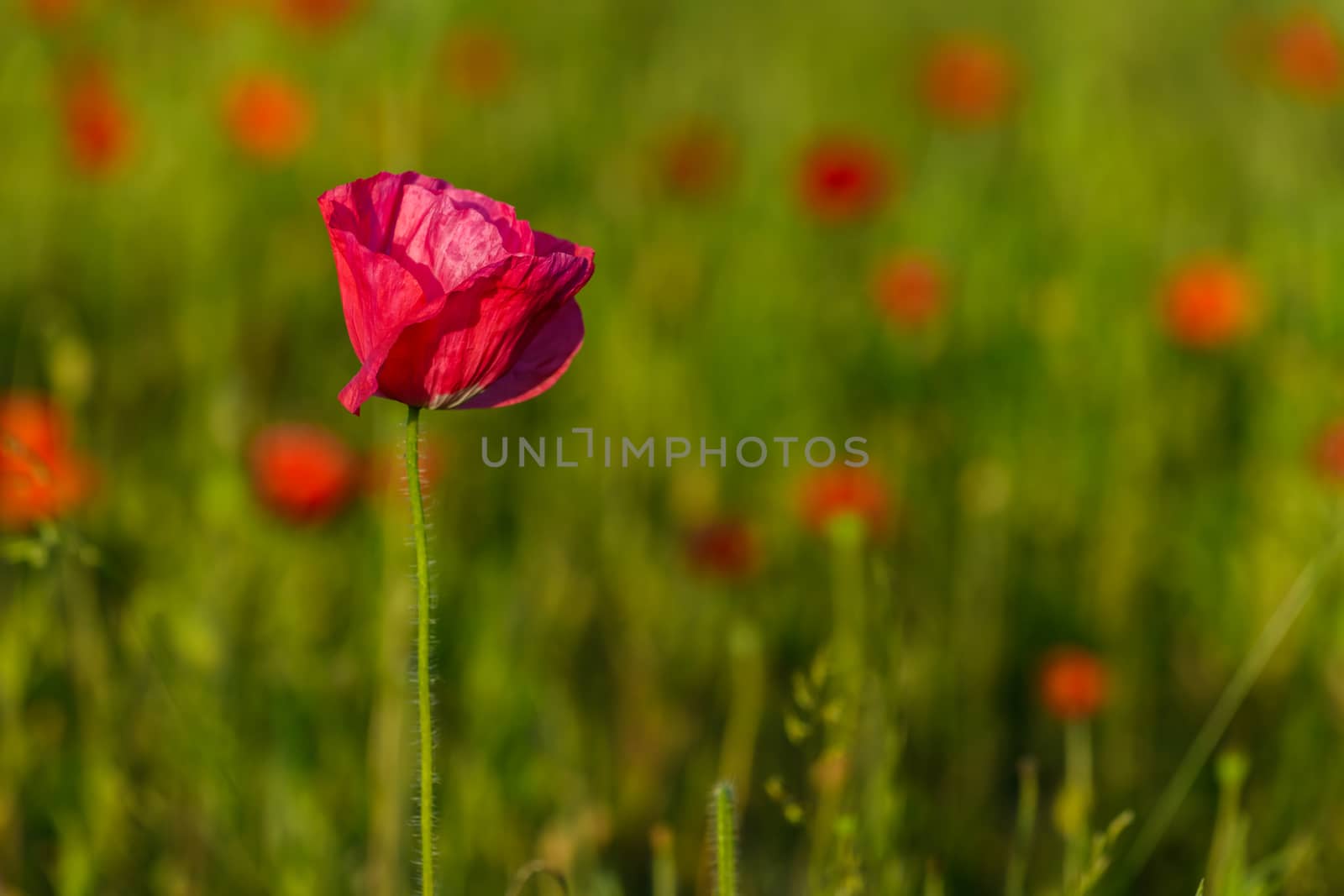 Field of poppies in Springtime