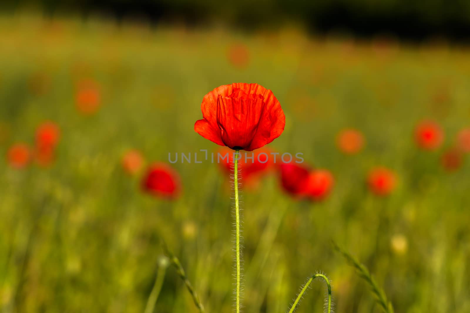 Field of poppies in Springtime