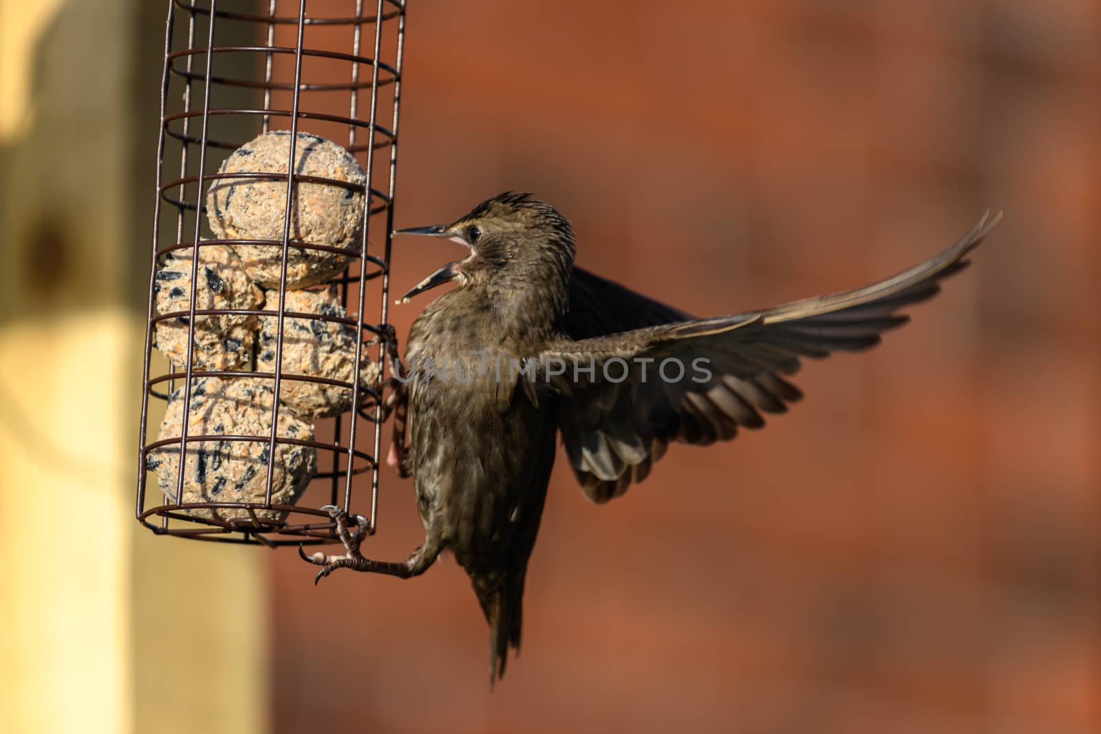 Starlings birds on a bird feeder