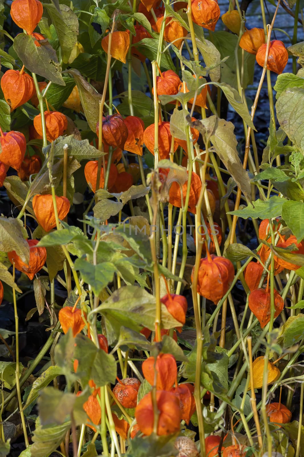 Physalis alkekengi var. franchetii 'Zwerg' commonly known as Chi by ant