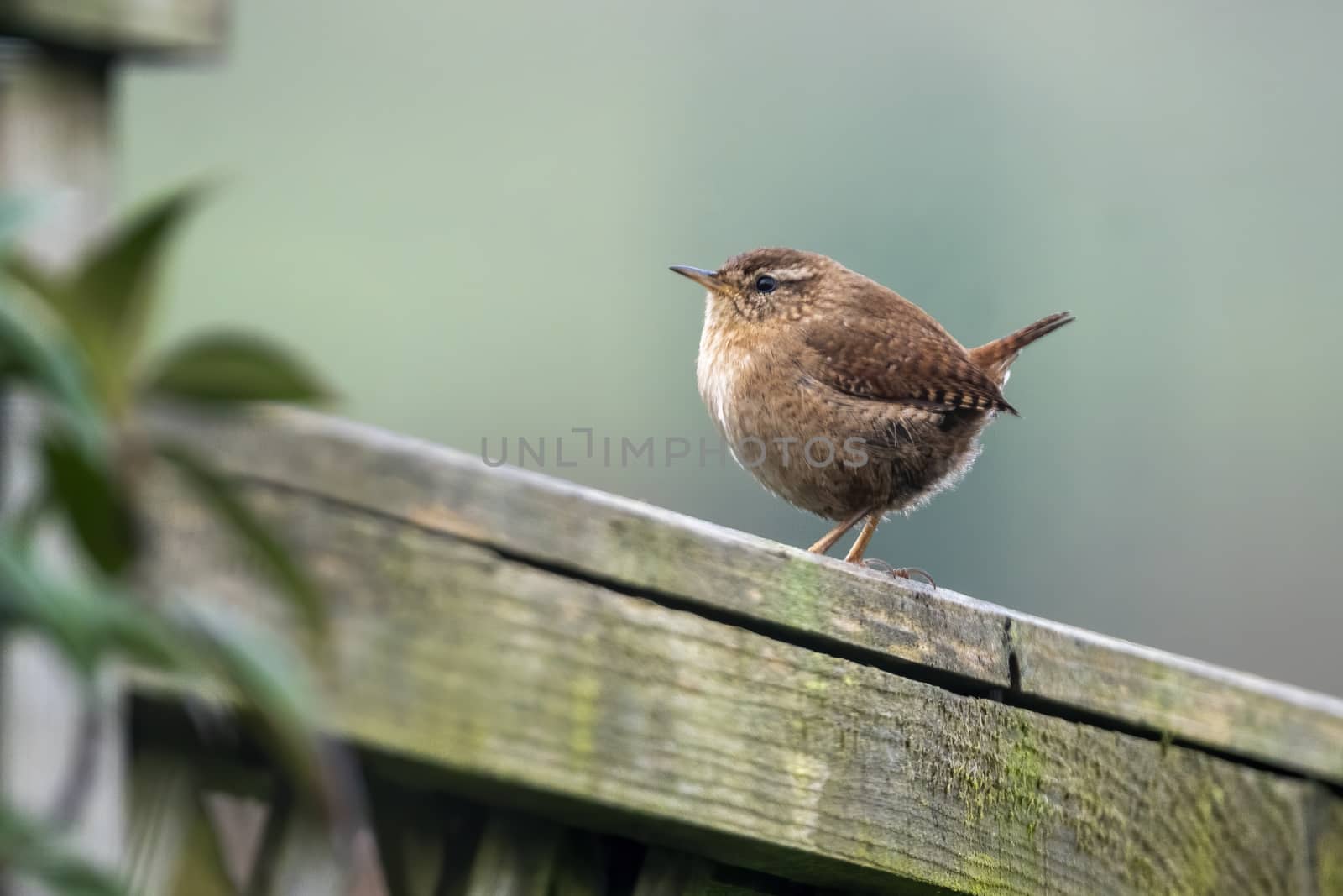 Wren bird perched on a fence which is a common British garden songbird found in the UK and Europe