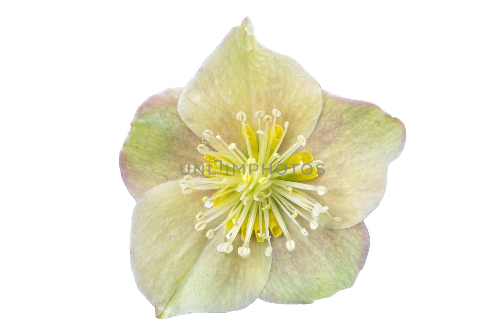 Helleborus x ballardiae 'Cinnamon Snow' a winter spring flower plant cut out and isolated on a white background