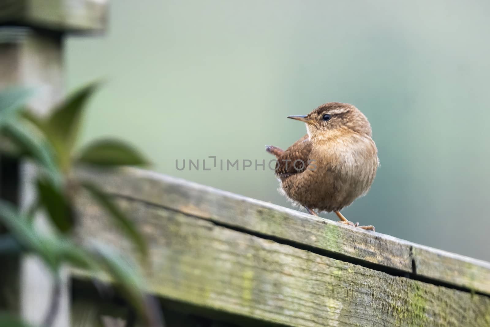 Wren bird perched on a fence which is a common British garden songbird found in the UK and Europe