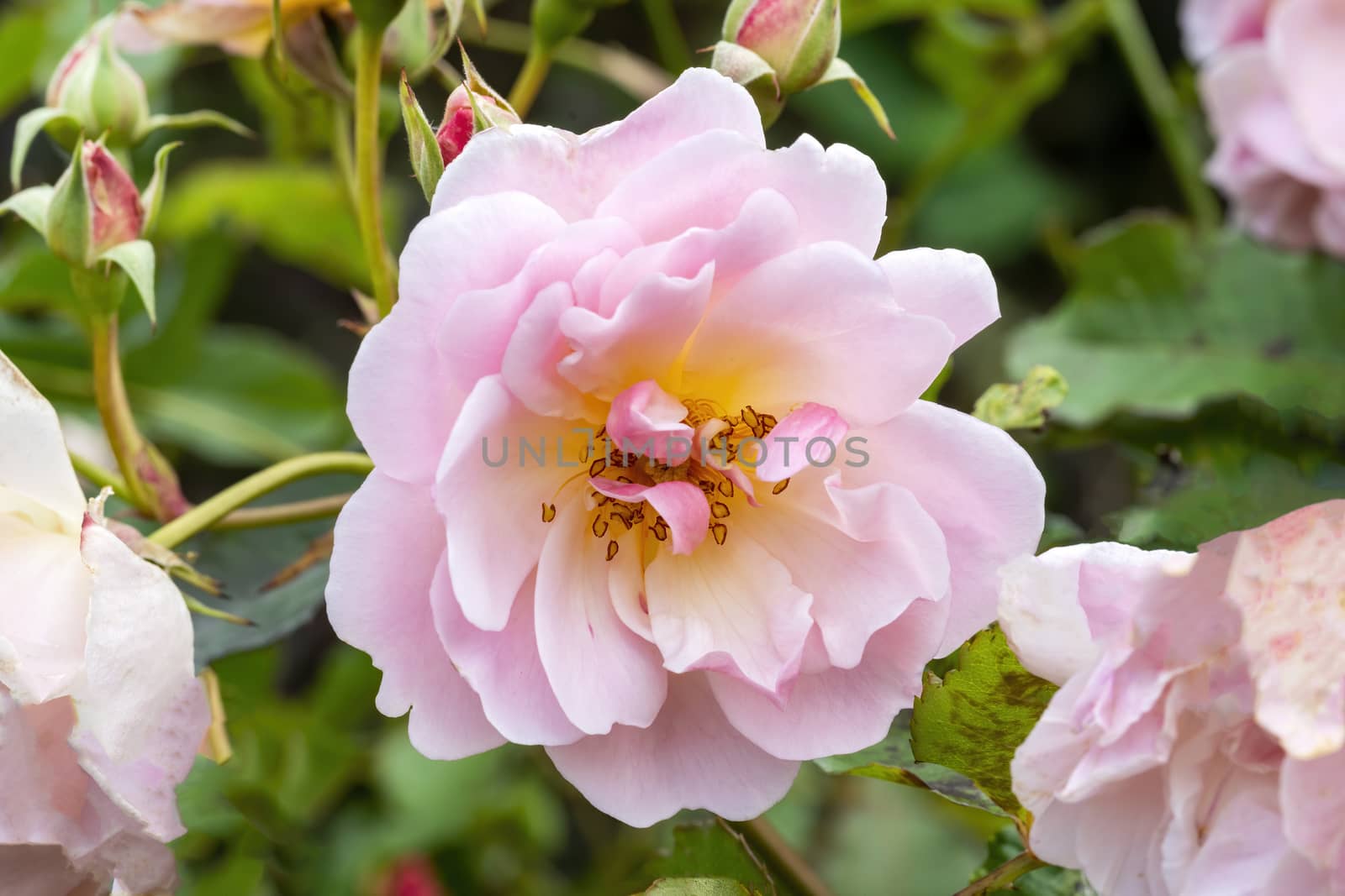 Rose 'Felicia' a springtime summer flower pink climbing semi evergreen shrub