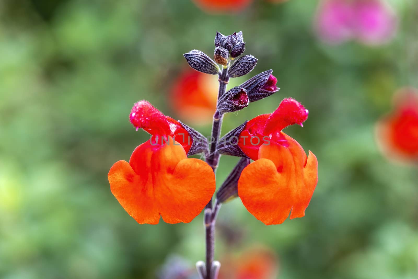 Salvia 'Royal Bumble' an herbaceous crimson red perennial spring summer flower plant commonly known as sage