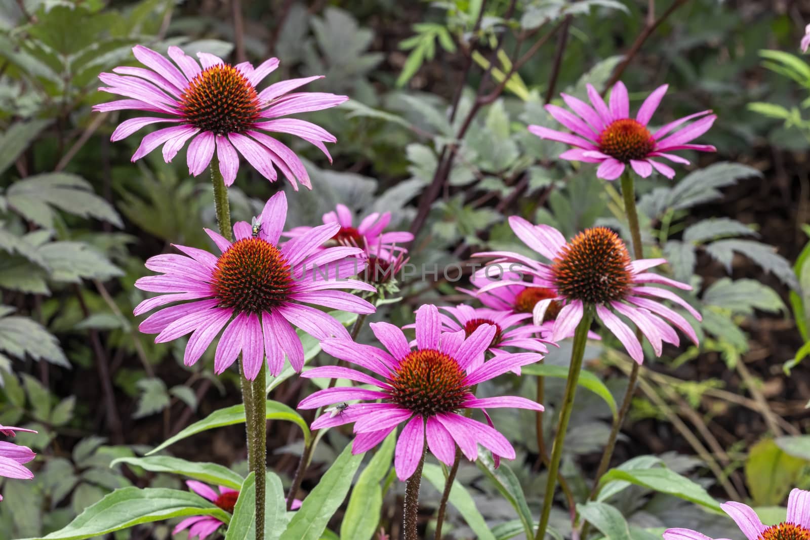 Echinacea purpurea 'Magnus' an herbaceous pink purple perennial summer autumn flower plant commonly known as coneflower