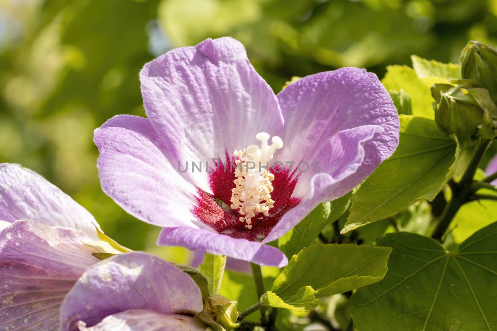 Hibiscus sinosyriacus 'Lilac Queen' a lilac pink springtime summer shrub flower plant commonly known as rose of Sharon or rose mallow