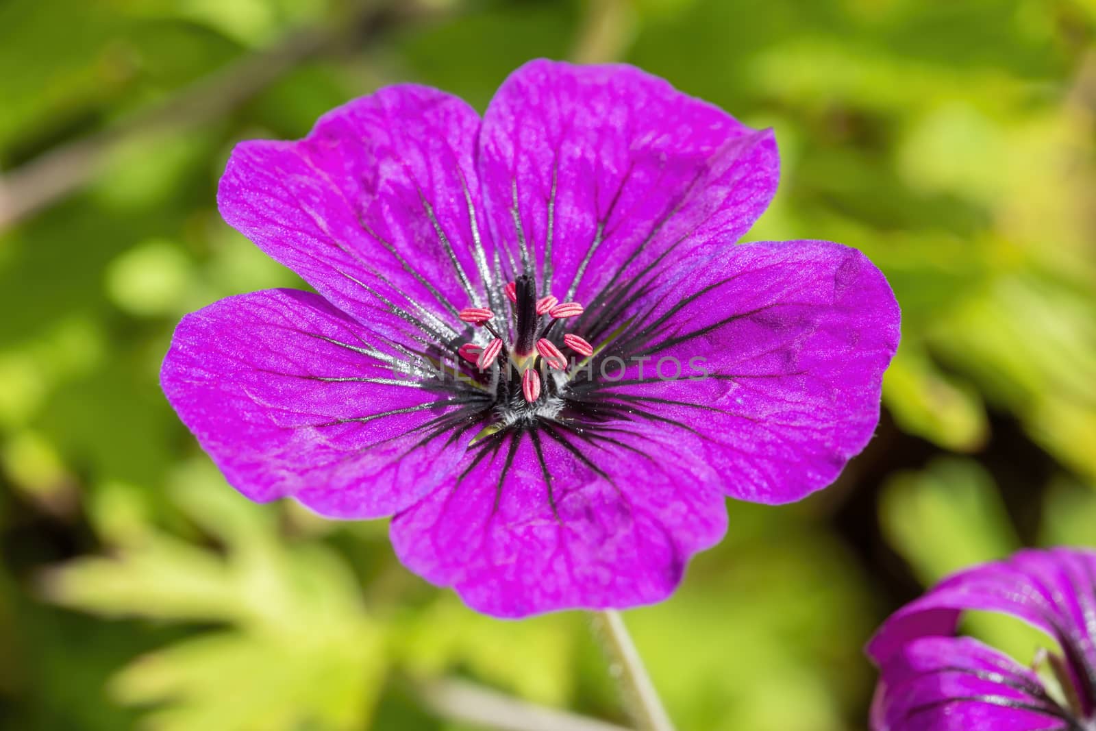 Geranium 'Anne Thomson' a magenta pink herbaceous springtime summer flower plant commonly known as cranesbill