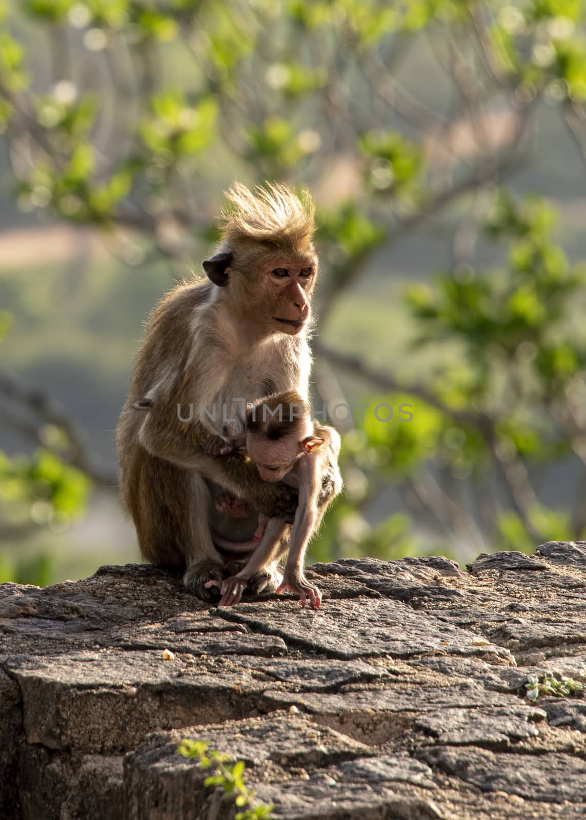 Sri lanka, Dambulla - Aug 2015: Mother and child, Wild Toque macaque  - Macaca sinica is an Old World monkey endemic to Sri Lanka