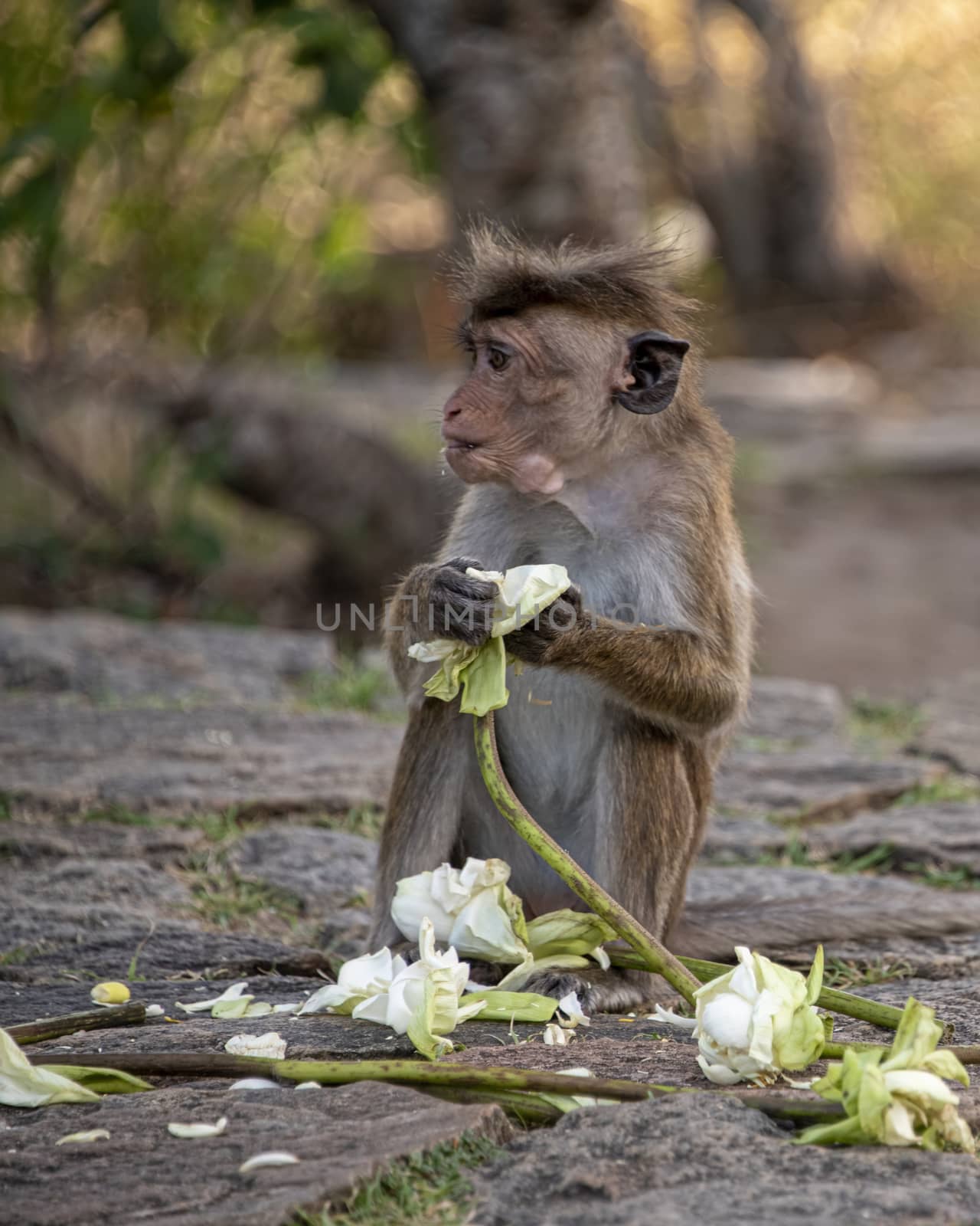 Sri lanka, Dambulla - Aug 2015: Toque macaque, eating stolen Lotus blooms, given as temple offerings