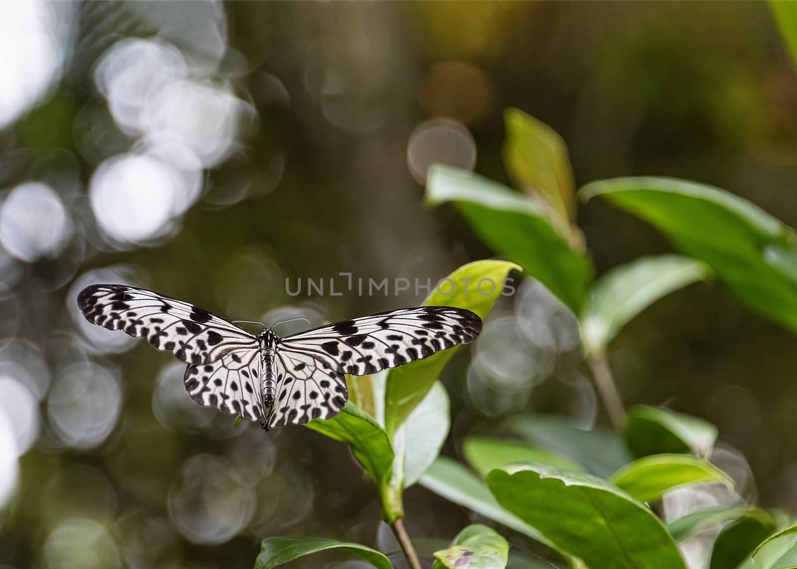 Deniyaya, Sir Lanka - Sept 2015: Black & white Disna Nishanthini Mahagamage (Butterfly)