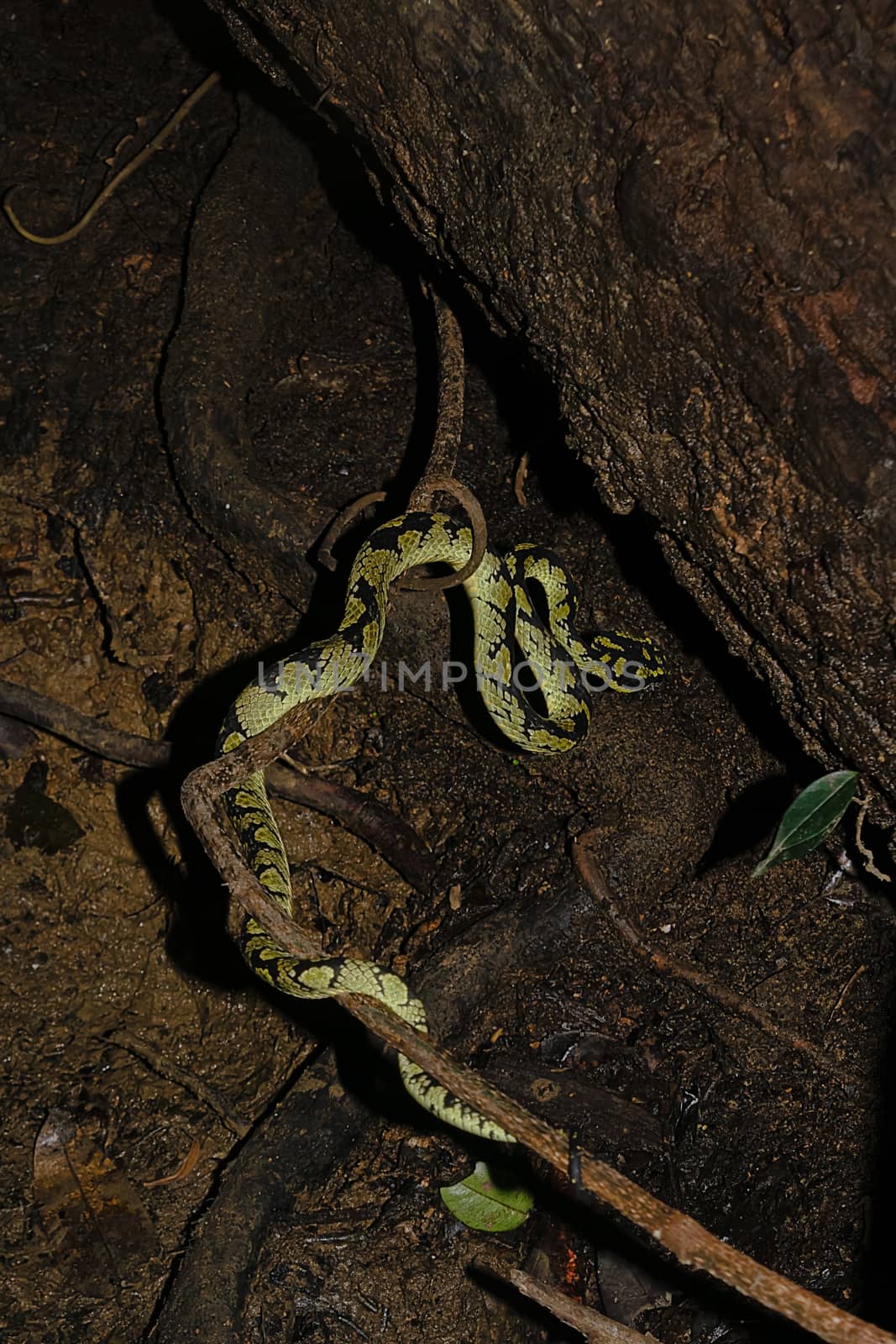 Deniyaya, Sri Lanka: The Green Pit Viper waiting to strike ite prey
