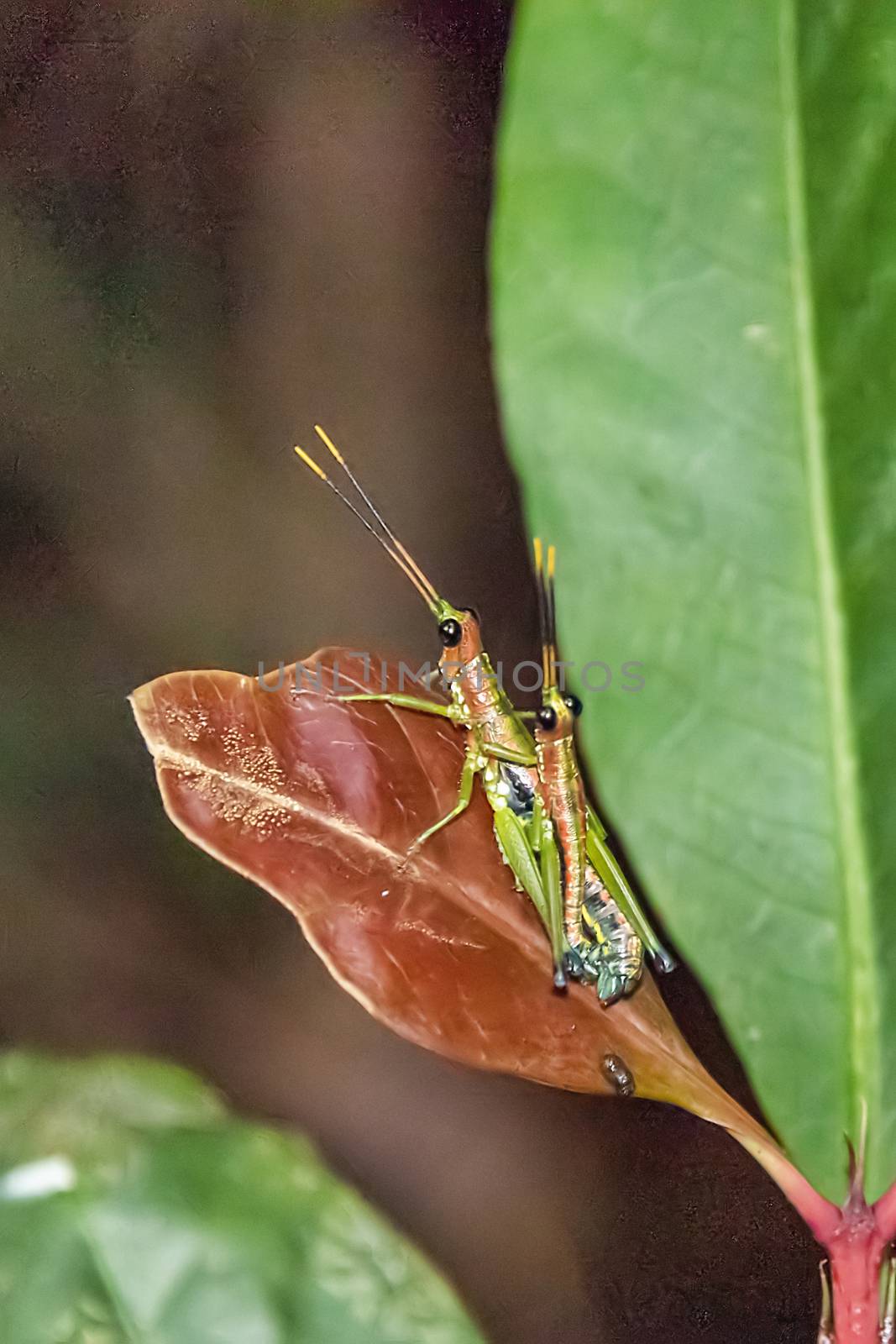 Deniyaya, Sir Lanka - Sept 2015: Rakwana ornata - cricket during reproduction