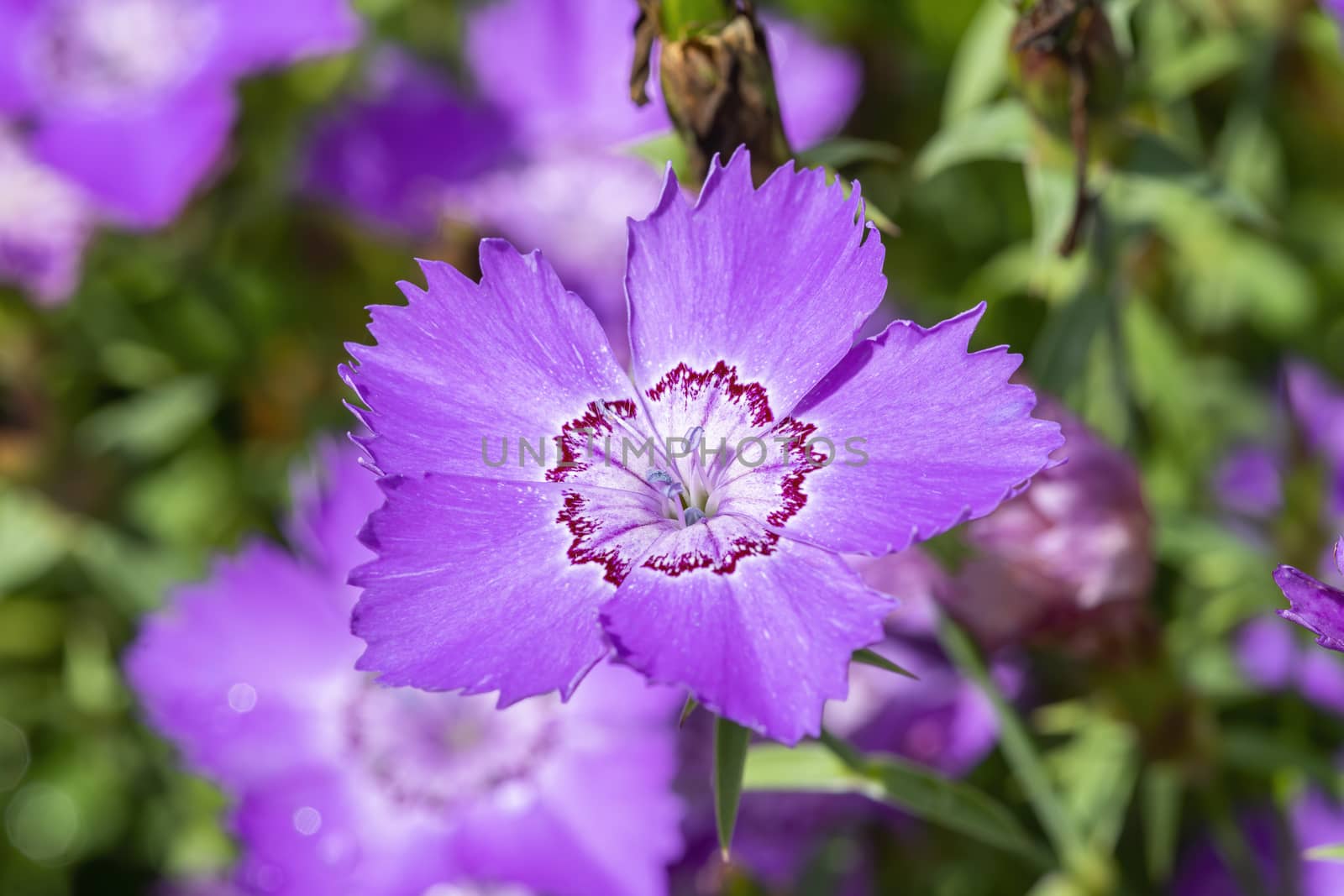Dianthus amurensis 'Siberian Blue' a purple pink blue herbaceous summer flower plant commonly known as Amur pink