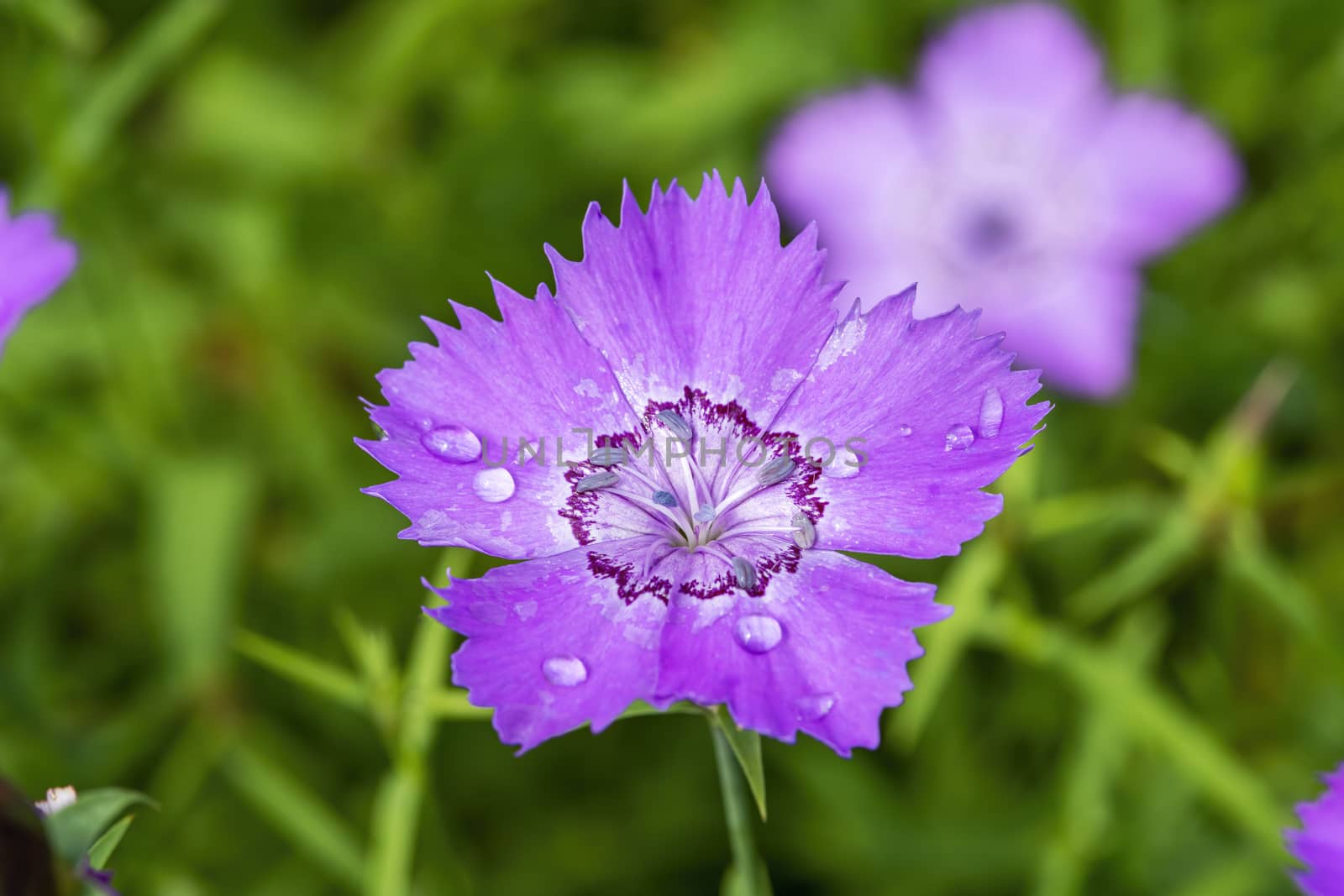 Dianthus amurensis 'Siberian Blue' a purple pink blue herbaceous summer flower plant commonly known as Amur pink