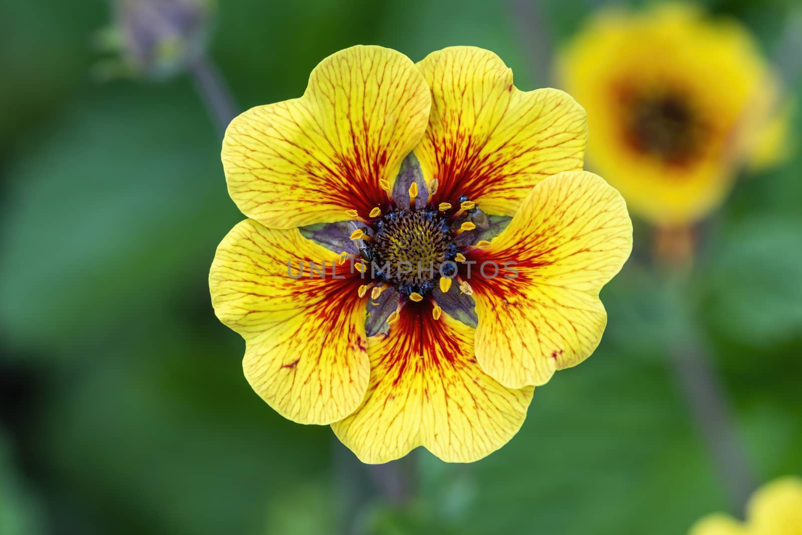 Potentilla 'Esta Ann' a yellow red flowered plant commonly known as cinquefoil