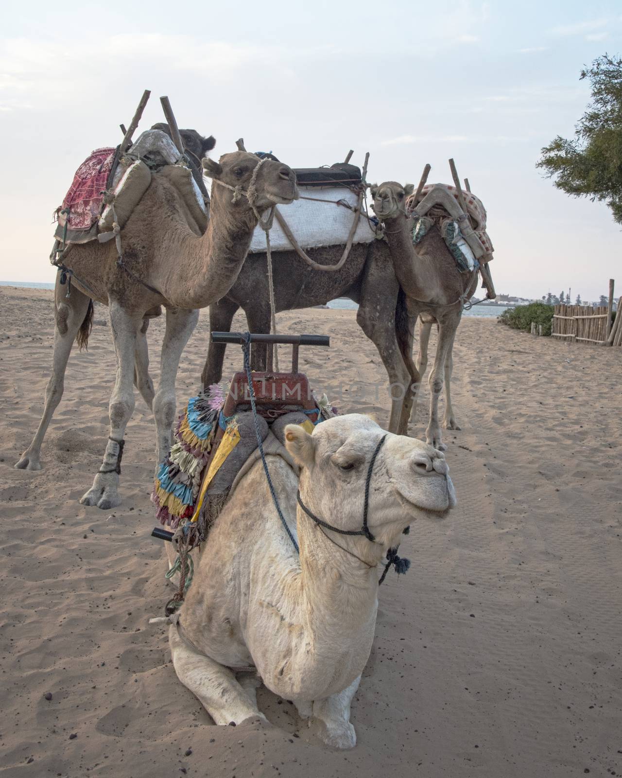Essaouria, Morocco - September 2017: Camel train taking a break at the beach
