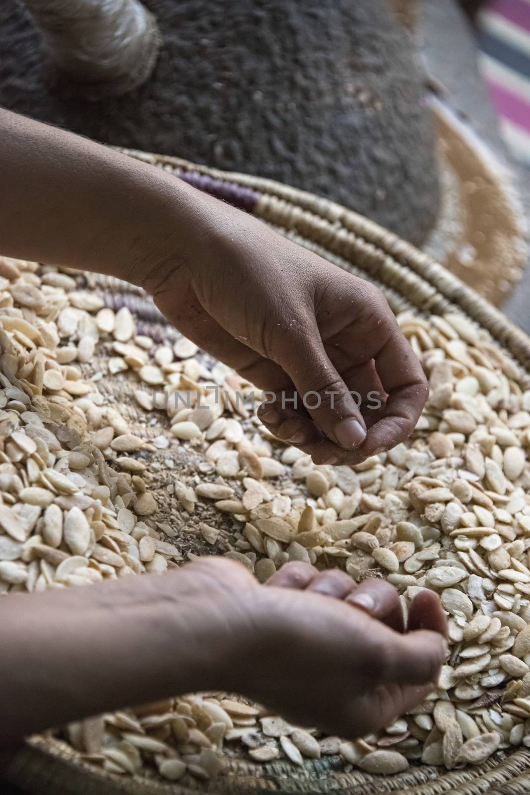 Essaouria, Morocco - September 2017: Lady  hand sorting through Argan nuts being made into oil for food or cosmetic use - close up of hands
