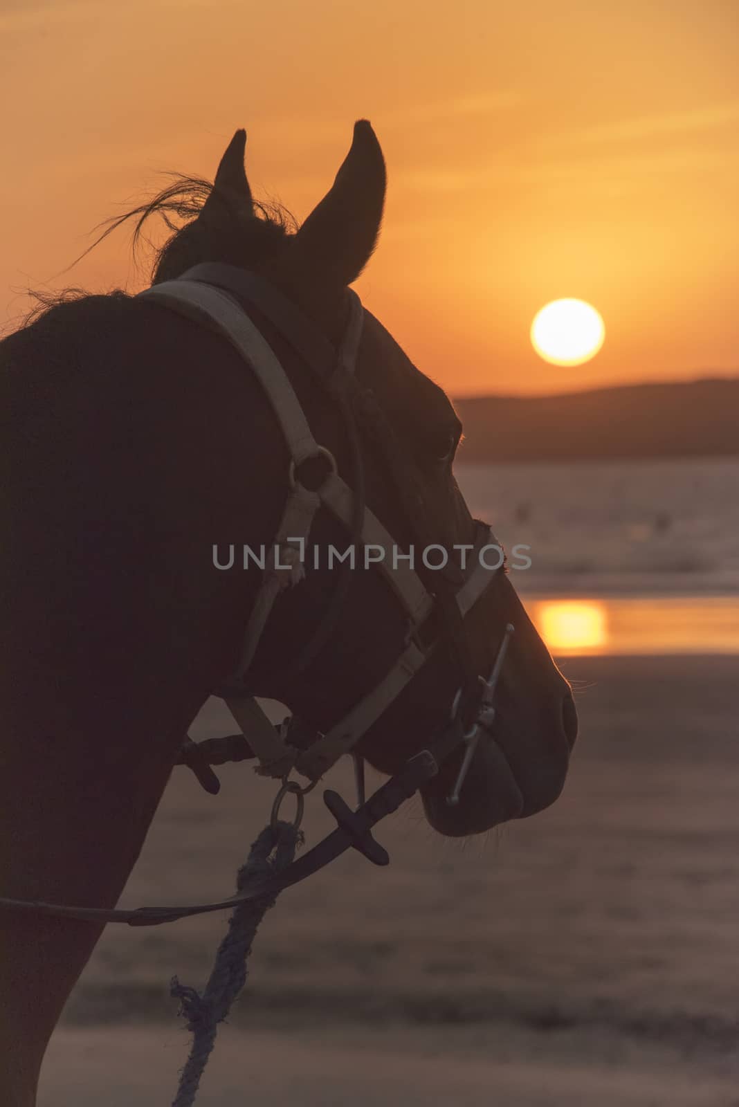 Essaouria, Morocco - September 2017: Horse with a harness looking out to sea - an orange sunset in the back ground
