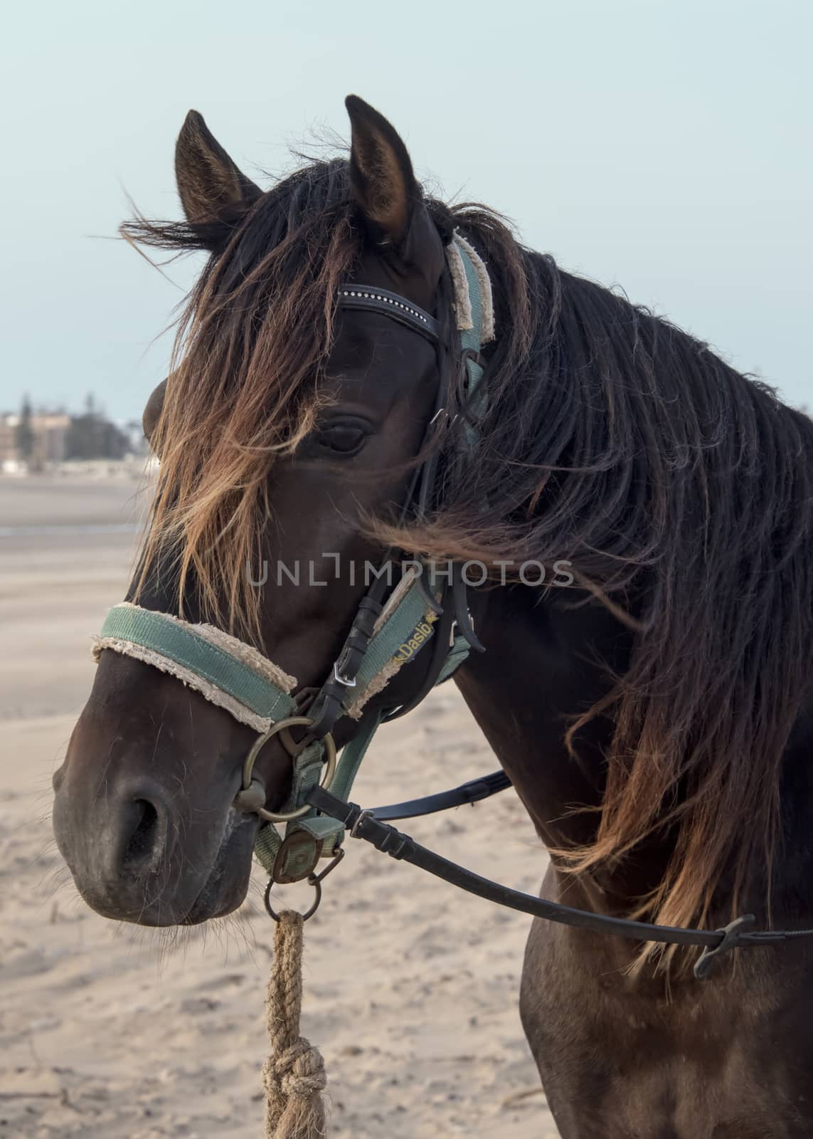 Horse in a blue harnesses by mrs_vision