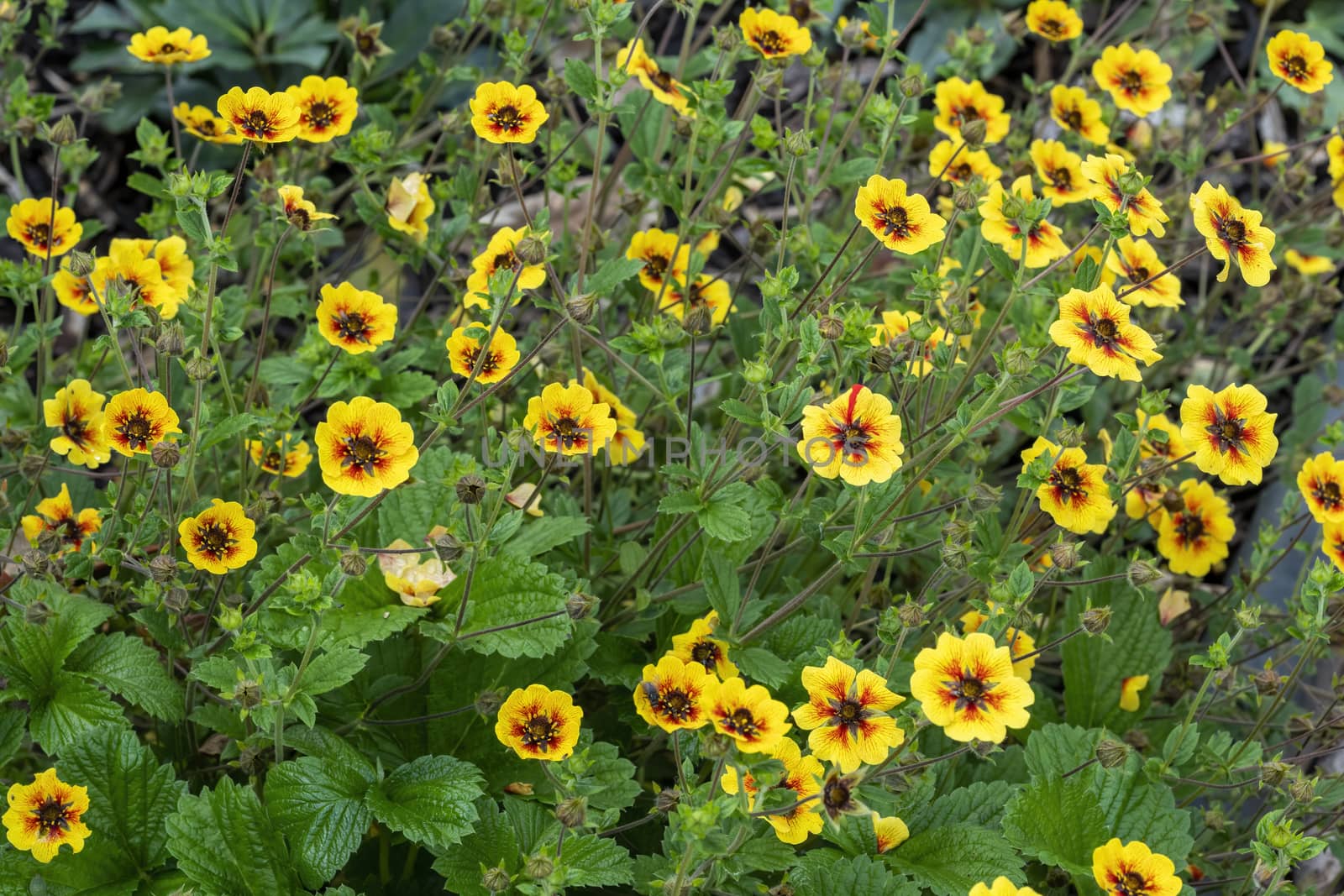 Potentilla 'Esta Ann' a yellow red flowered plant commonly known as cinquefoil