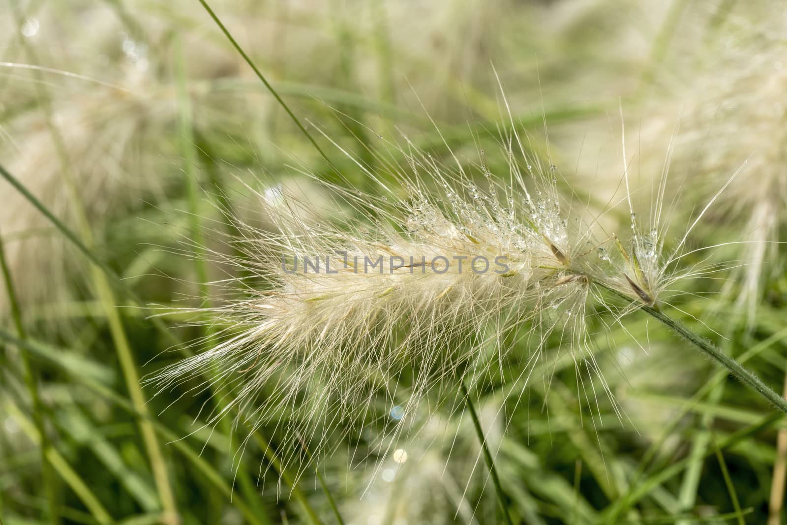 Pennisetum villosum 'Cream Falls' plant commonly known as feathertop grass