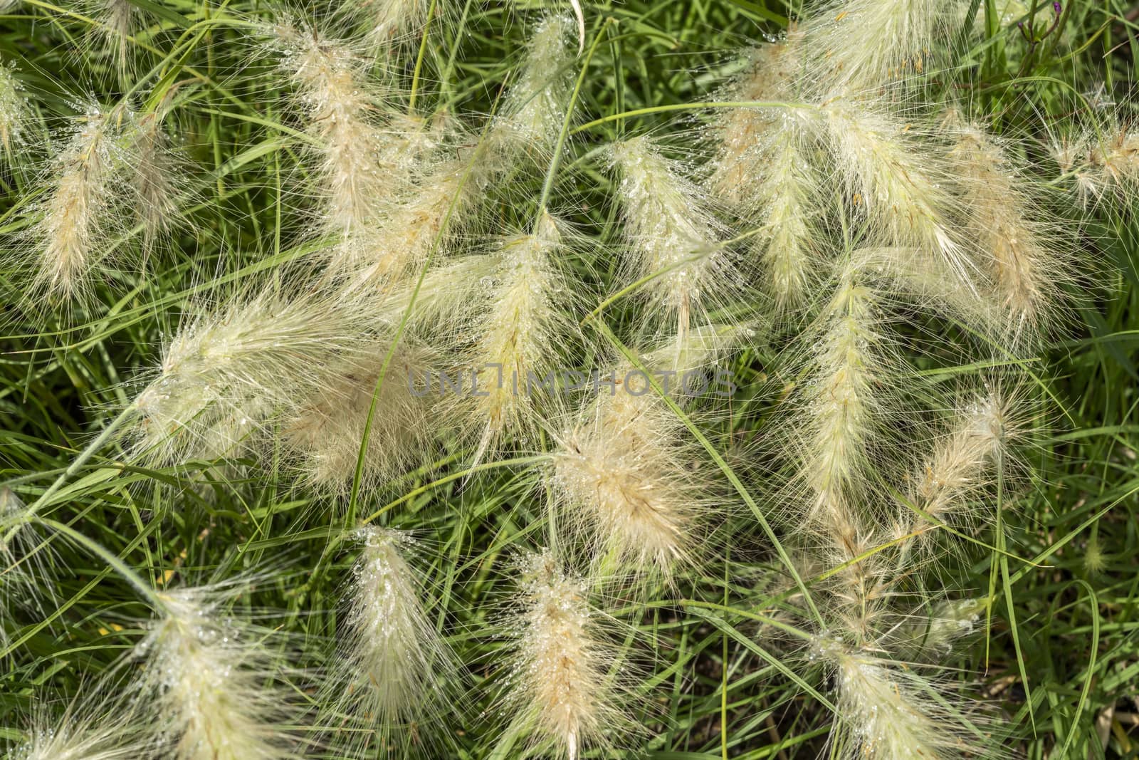 Pennisetum villosum 'Cream Falls' plant commonly known as feathertop grass