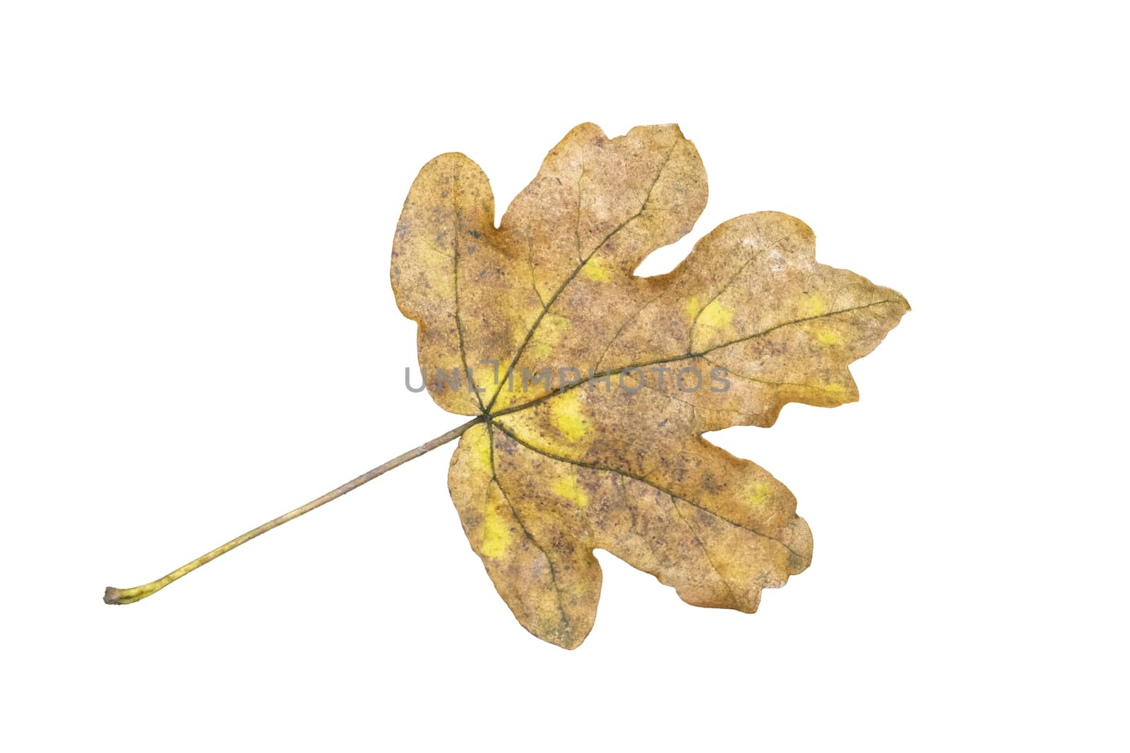 Leaf in autumn fall colour cut out and isolated on a white background 